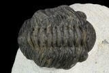 Bargain, Morocops Trilobite #120094-3
